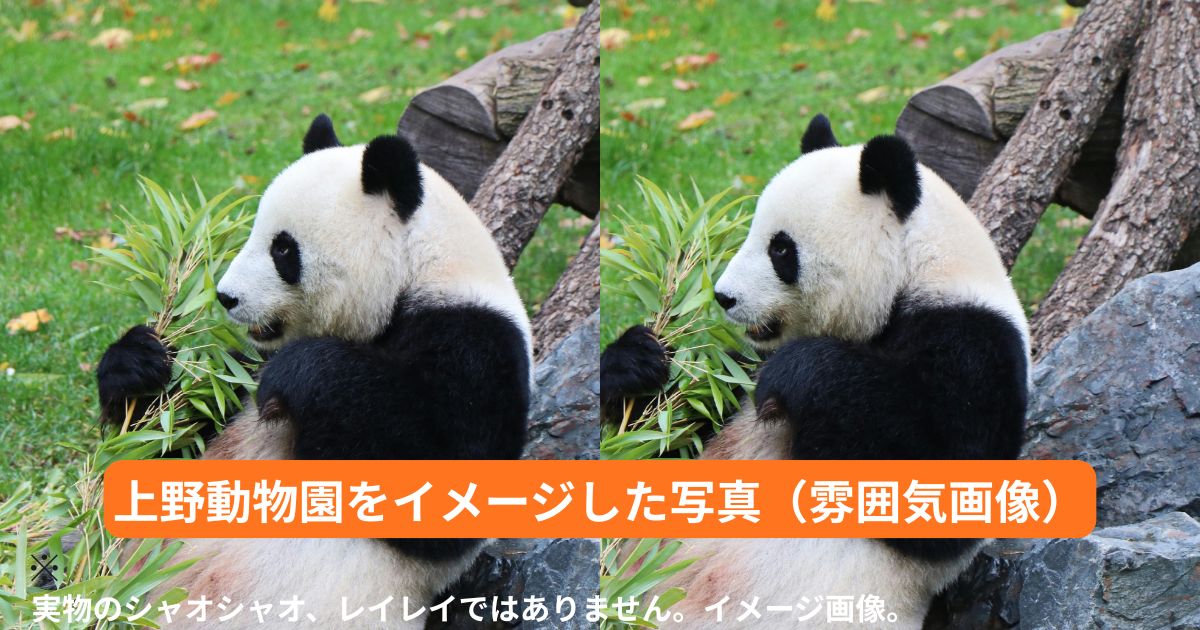 双子パンダイメージ画像。