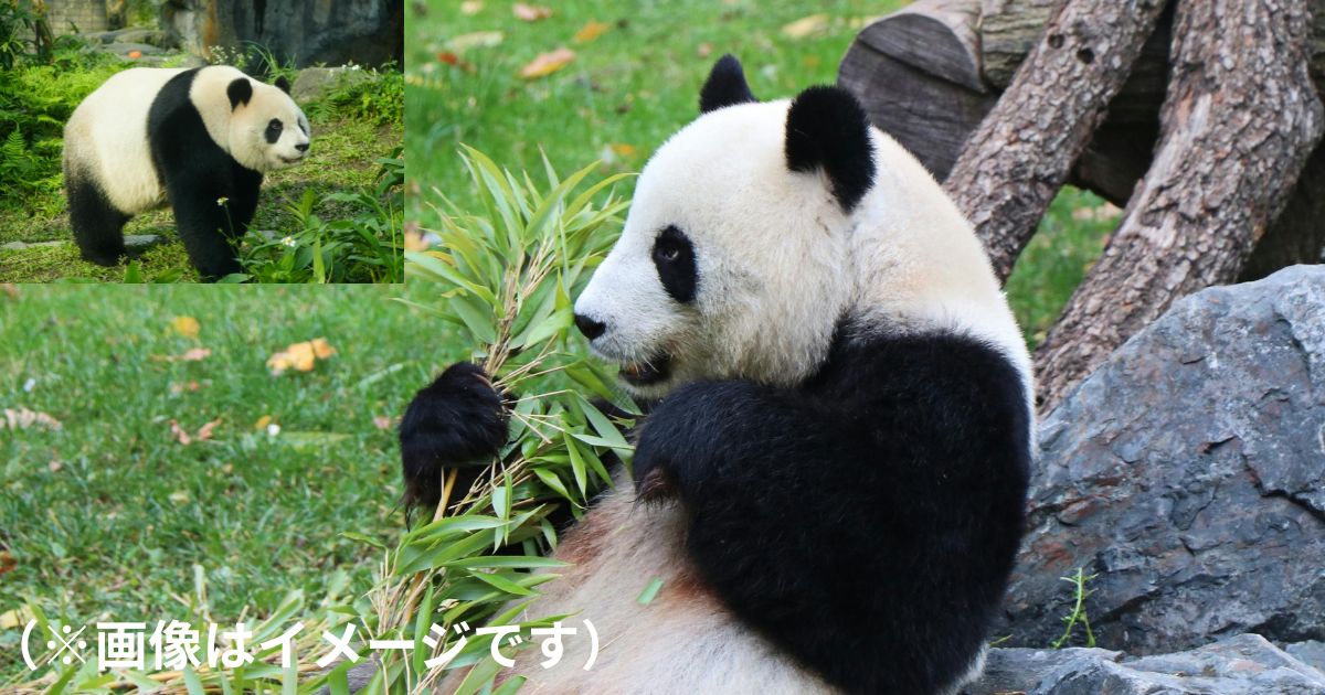 上野の双子パンダ返還をめぐる報道のイメージ（シャオシャオ・レイレイ）